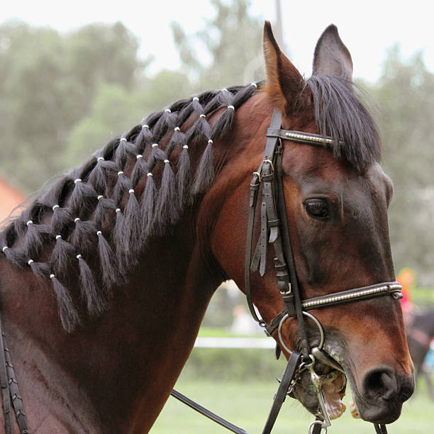 Horse profile.