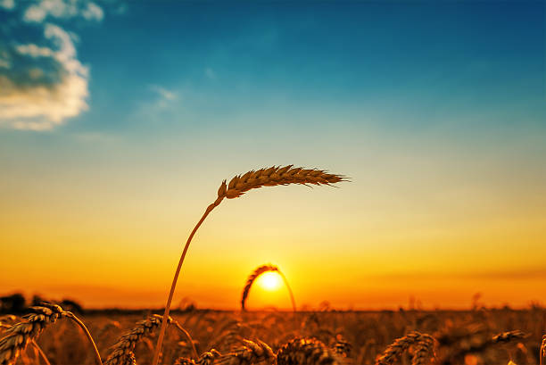 istock golden color wheat ear on field and sunset 486941312