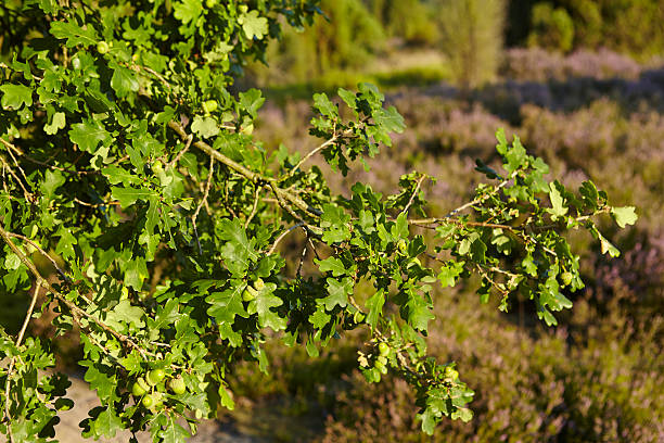 istock Luneburg Heath - Acorns at an oak tree 486942554