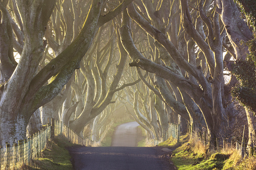 A beautiful morning at the Dark Hedges from County Antrim, Northern Ireland