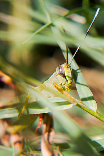 istock Green grasshopper sits in the grass. 486943966