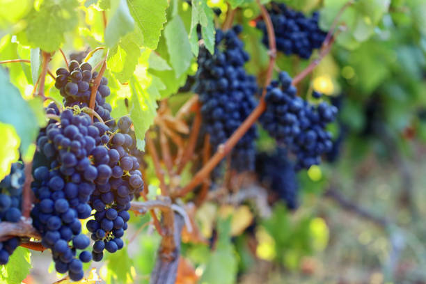 winnica w zbiorów jesieni - picking crop harvesting scenics zdjęcia i obrazy z banku zdjęć