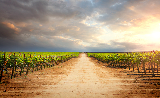 Path in vineyard by sunset in California USA