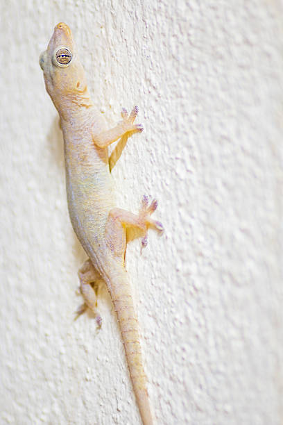 istock Close Up wall-lizard on yellow concrete background 486952986