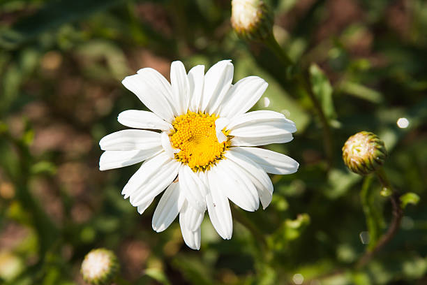 istock flower of camomile on a suburban 486954792