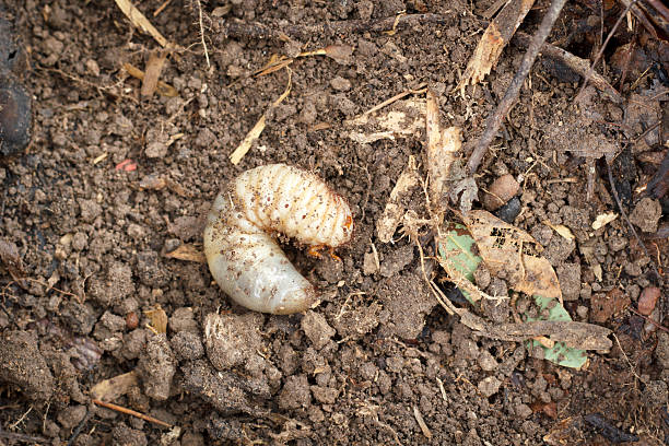 istock Larva of a Hercules beetle, Dynastes hercules 486955304