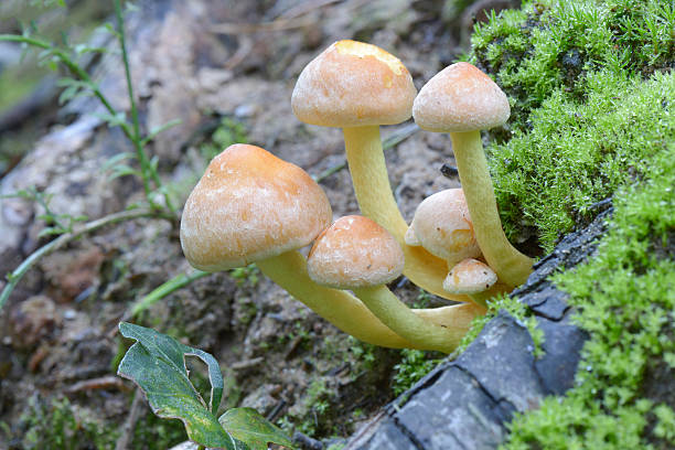 マッシュルーム hypholoma fascicularis ます。 - magic mushroom moss autumn outdoors ストックフォトと画像