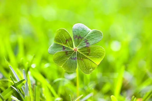 Four leaf clover on grass. Horizontal picture.