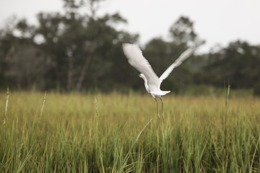 A soft focus image of a Great Egret in flight.