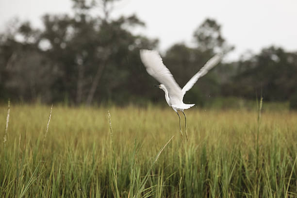 Egret Wings A soft focus image of a Great Egret in flight. cumberland island georgia photos stock pictures, royalty-free photos & images