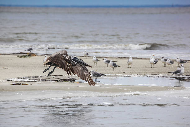 pellicano volo - sand dune cumberland island beach sand foto e immagini stock