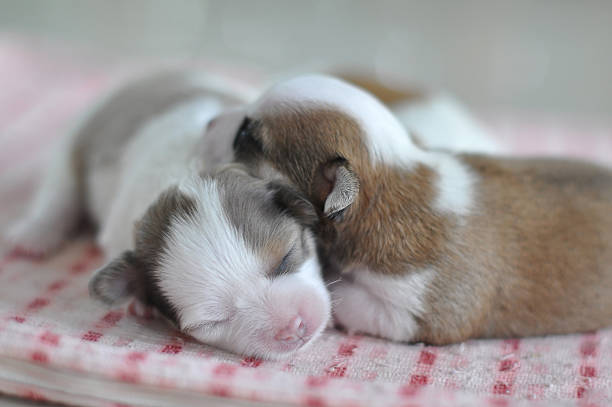 istock Chihuahua puppies 486959856
