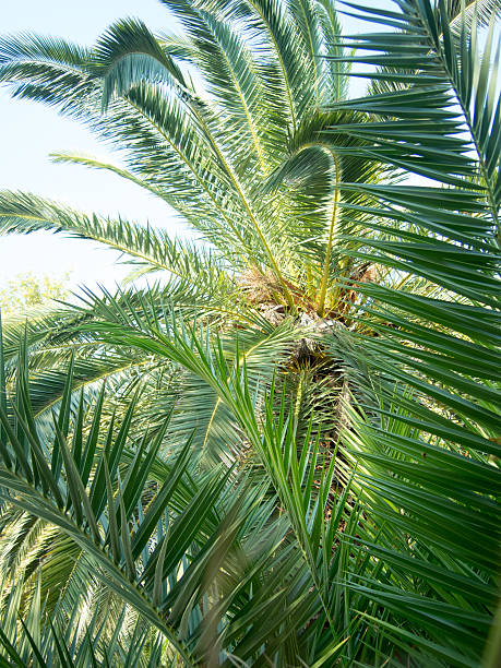 istock palm tree near a beach in asprovalta greece 486960562