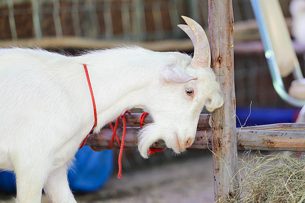 istock Goat Tied, waiting before a county fair judging contest 486960736
