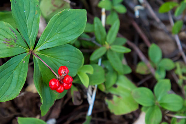 istock Cluster of bunchberries on the forest floor 486961298