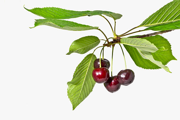 istock Ripe fruit cherries on a white background close up 486961328