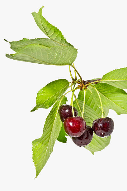 istock Ripe fruit cherries on a white background close up 486961572