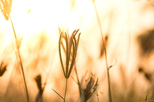 istock swollen finger grass with rim light in sunset (Chloris barbata) 486961798