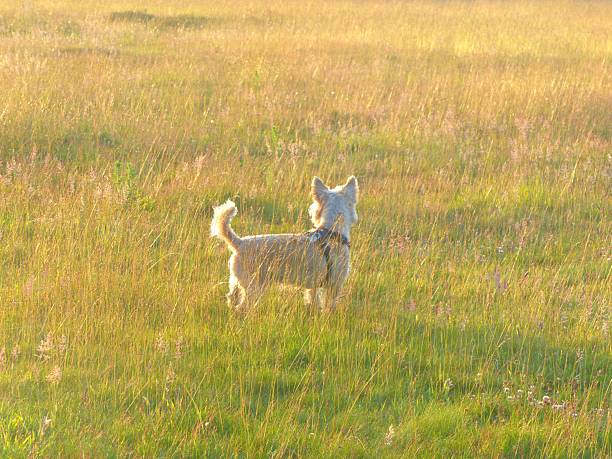 dog in the field during autumn , with colourful wild grass