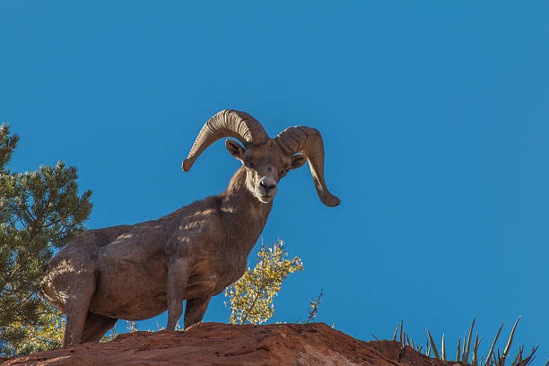 istock Desert Bighorn Ram 486962960
