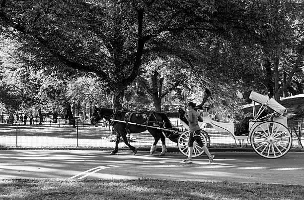 femme jogging passe calèche dans central park, à new york - running horses photos et images de collection