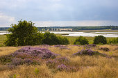 bl%C3%BChenden-heather-auf-der-rspb-snap