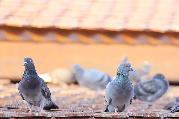 istock pigeon on the roof 486965422