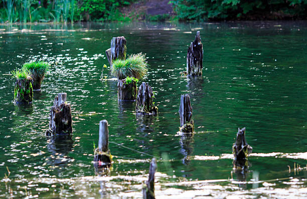Ruined pier in the lake stock photo