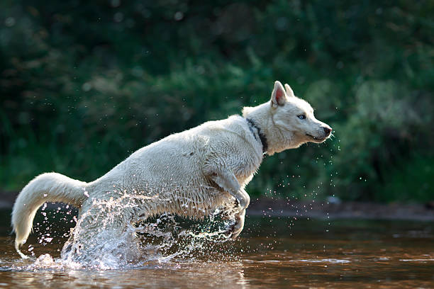 White Siberian Husky in the river stock photo