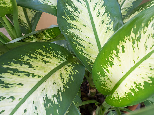 istock White and green caladium leaves 486968976