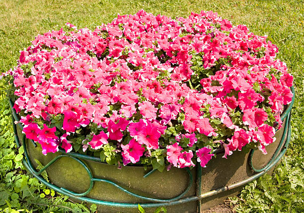 istock Flowerbed with pink petunia 486969746