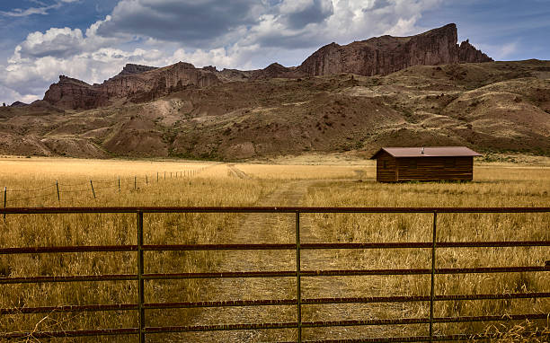Wooden cabin in field surrounded by prairie, Wyoming, USA. Cody, Wyoming, USA. Wooden cabin surrounded by wheat field and mountains under a cloudy sky in the heart of Buffalo Bill state park on summer day near Cody, Wyoming, USA. wyoming stock pictures, royalty-free photos & images