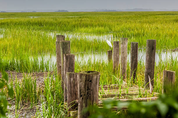 Watching from the Dock A Snowy Egret looks out over a coastal salt marsh from the piling of an old dock. cumberland island georgia photos stock pictures, royalty-free photos & images