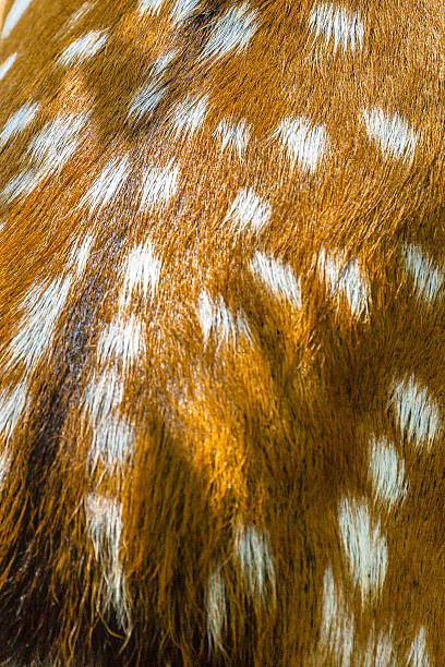 istock Colors of a Spotted Deer 486970800