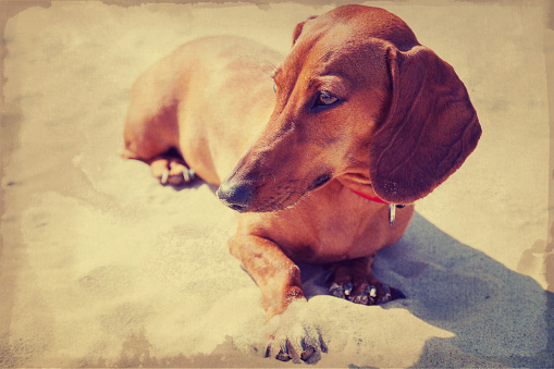 Broun Dachshund sitting on the beach, vintage style filtering