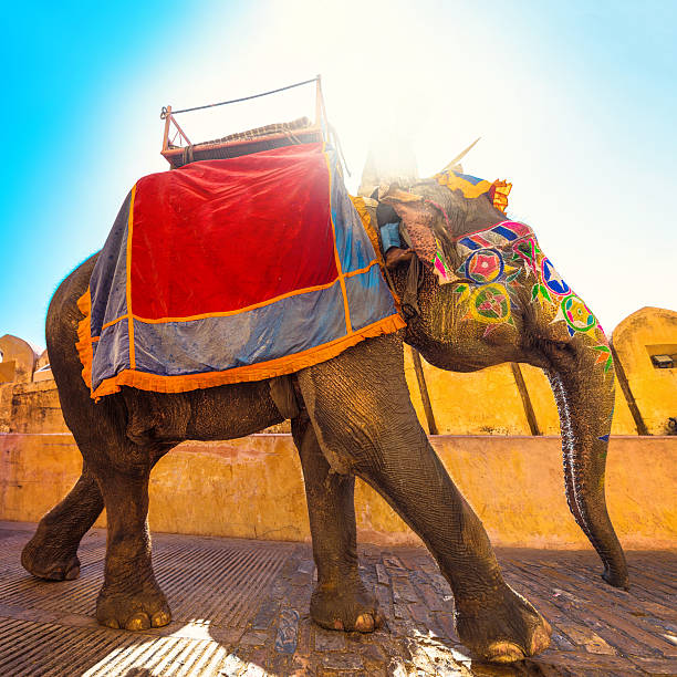 colorful Elephant in India Indian elephant colorful painted indian elephant stock pictures, royalty-free photos & images