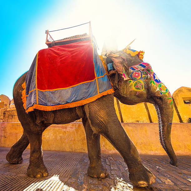 colorido elefante na índia - elefante asiático - fotografias e filmes do acervo