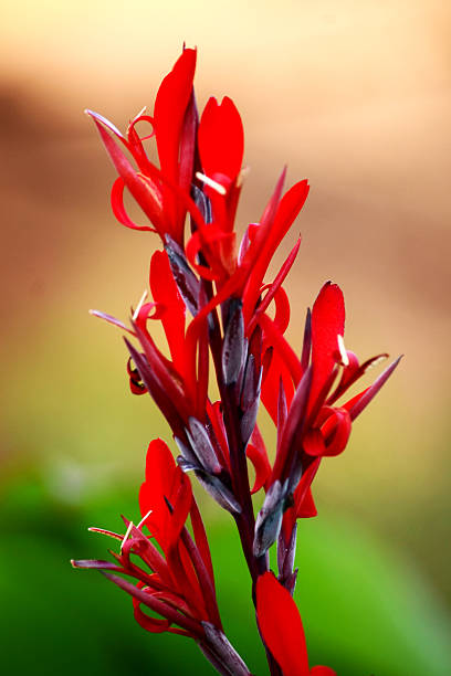 istock Red wild flower 486971862