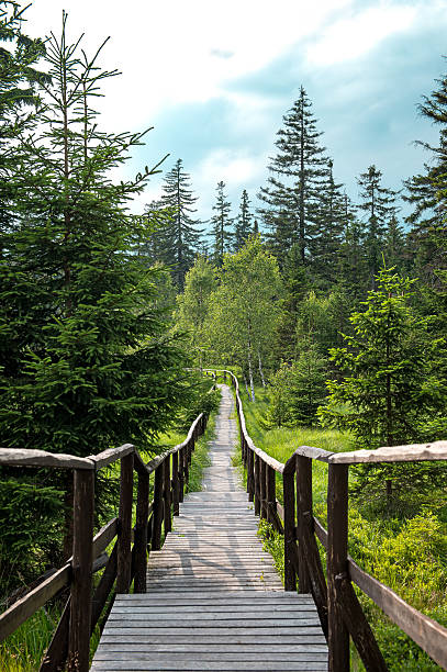 istock Wooden footbridge with handrails 486972000