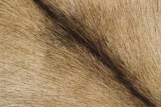 istock brown goatskin detail 486972065
