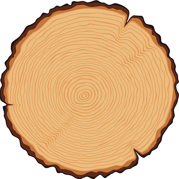 ilustrações de stock, clip art, desenhos animados e ícones de secção transversal de madeira - wood tree textured wood grain