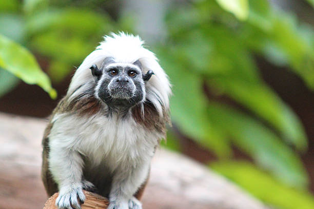 istock Cute Cotton-top tamarin Monkey (Saguinus oedipus) 486972371