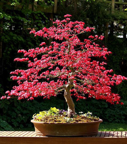 Image of large Japanese maple bonsai tree with red leaves Photo showing my large 'informal upright' Japanese maple (acer palmatum 'Deshojo') in the sunshine, with stunning red springtime foliage.  These bright red leaves last for several months and gradually turn dark green by the middle of the summer.   This tree is around 30 years old and has mature bark, strong surface roots and well structured branches. japanese maple stock pictures, royalty-free photos & images