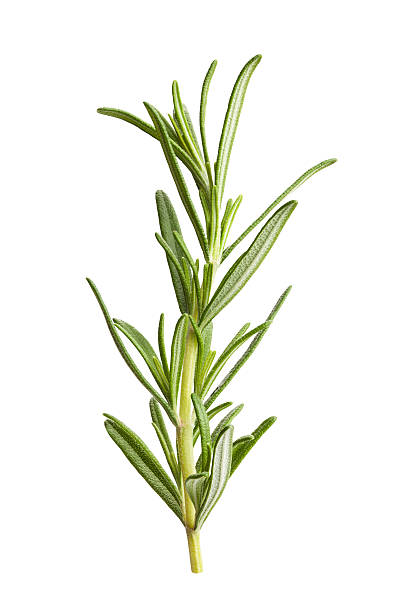 rosemary - rosemary herb freshness twig 뉴스 사진 이미지