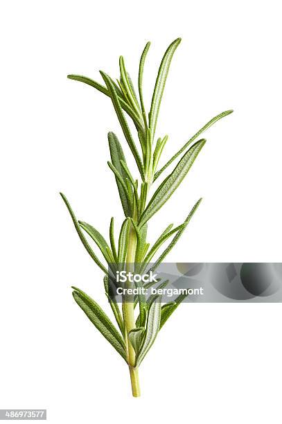 Rosemary Stock Photo - Download Image Now - Rosemary, Cut Out, White Background