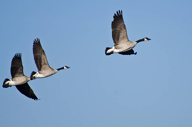 istock Three Canada Geese Flying in Blue Sky 486973723
