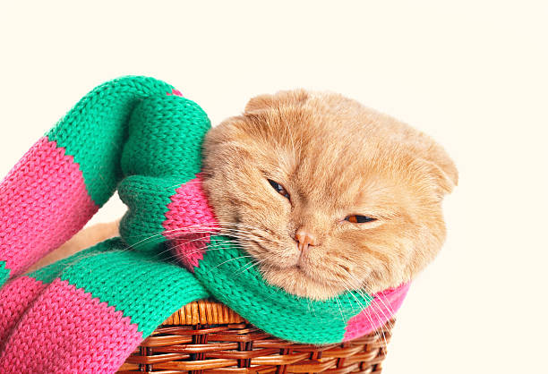 istock Cat wearing scarf sits in a basket 486973753