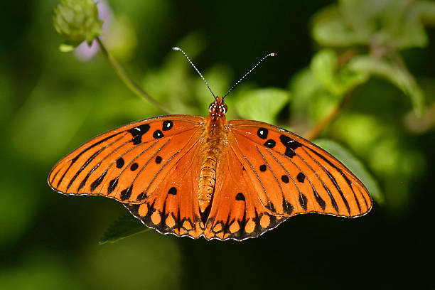 istock Male Gulf Fritillary butterfly, (Agraulis vanillae) 486973759