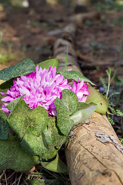 cíclame hederifolium selvagem na floresta. - close to moving up closed single flower - fotografias e filmes do acervo