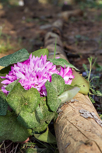 дикая цикламен hederifolium в лесу. - close to moving up closed single flower стоковые фото и изображения